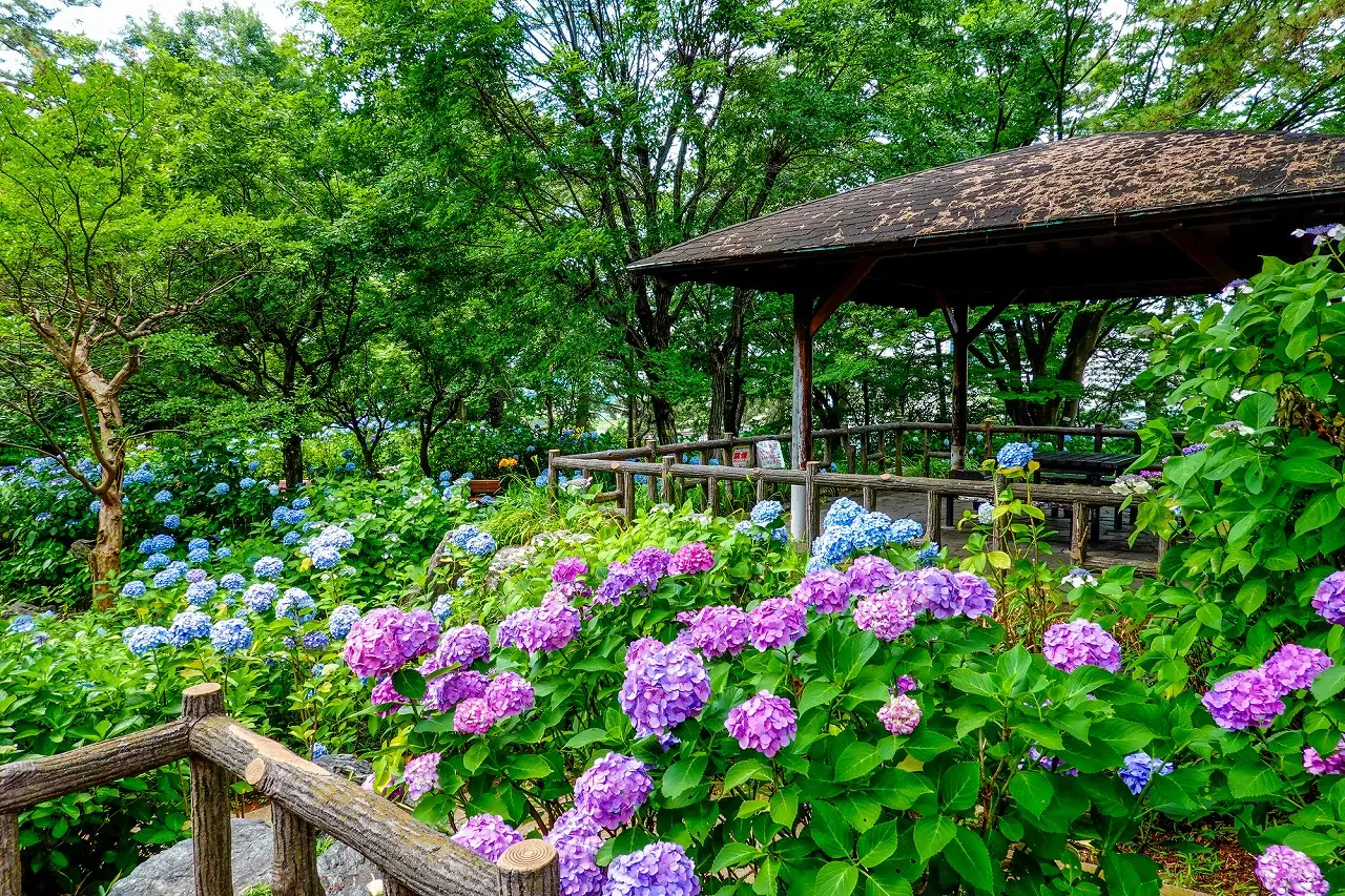 Đừng bỏ lỡ công viên Tamagawadai vào tháng 6